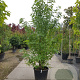 Liquidambar s. 'Worplesdon' 200-250 cm container meerstammig extra