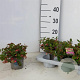 Gaultheria procumbens 15 cm P12