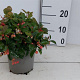 Gaultheria procumbens 20 cm P15