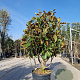 Magnolia grand. 'Goliath' 140-160 cm container meerstammig