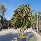 Magnolia grand. 'Goliath' 140-160 cm container meerstammig