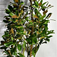 Magnolia grand. 'Goliath' 175-200 cm 35L