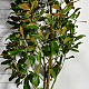 Magnolia grand. 'Goliath' 175-200 cm 35L