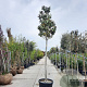 Magnolia grand. 'Goliath' 200 cm stam container 20-25 leiboom