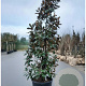 Magnolia grand. 'Goliath' 350-400 cm container