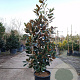 Magnolia grand. 'Little Gem' 140-160 cm 25L