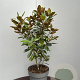 Magnolia grand. 'Little Gem' 80-100 cm 15L