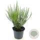 Genista hispanica 25-30 cm 2,0L