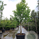 Magnolia kobus 300-350 cm container meerstammig