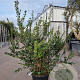 Myrtus communis 100-125 cm 30L