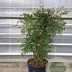 Nandina domestica 100-125 cm 45L