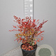 Nandina domestica 40-60 cm 10L