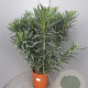 Nerium oleander 80-100 cm 14L