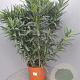 Nerium oleander 80-100 cm 14L