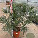 Nerium oleander 80-100 cm 14L