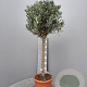Olea europaea 100 cm C8 stam