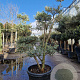 Olea europaea 150-175 cm cont. 70L pompon