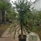 Olea europaea 240 cm stam container 20-25
