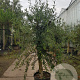 Olea europaea 240 cm stam container 20-25
