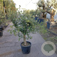 Olea europaea 240 cm stam container 20-25