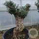 Olea europaea 50 cm container 100-125