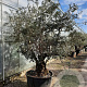 Olea europaea 50 cm container 100-125