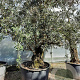 Olea europaea 50 cm container 100-125