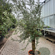 Olea europaea 50 cm container 30-35