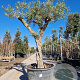 Olea europaea 50 cm container 60-80