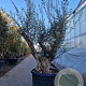 Olea europaea 50 cm container 80-100 solitair