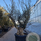 Olea europaea 50 cm container 80-100 solitair
