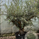 Olea europaea 50 cm container 80-100 solitair