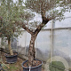 Olea europaea 50 cm stam container 50-60 pompon
