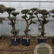 Olea europaea 50 cm stam container 50-60 pompon