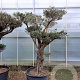 Olea europaea 50 cm stam container 50-60 pompon