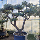 Olea europaea 60 cm container 60-80 pompon