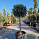 Olea europaea 70 cm container 20-25 BOL 50-60