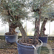 Olea europaea 80 cm stam container 40-50 meerstammig