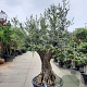 Olea europaea 80 cm stam container 80 stam 120x120 scherm