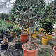 Olea europaea 90 cm 12L stam