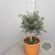 Olea europaea 90 cm 12L stam