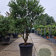 Osmanthus burkwoodii 150-175 cm container solitair 40-45