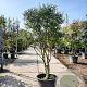 Osmanthus burkwoodii 150-175 cm container solitair 40-45