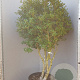 Osmanthus burkwoodii 150-175 cm container solitair 40-45