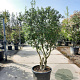 Osmanthus burkwoodii 150-175 cm container solitair 40-45