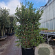 Osmanthus burkwoodii 150-175 cm container meerstammig