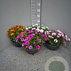 Osteospermum ecklonis GM 9L