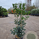 Osmanthus fortunei 80-100 cm 10L