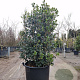 Osmanthus heterophyllus 125-150 cm cont. 90L extra