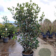 Osmanthus heterophyllus 140-160 cm 25L